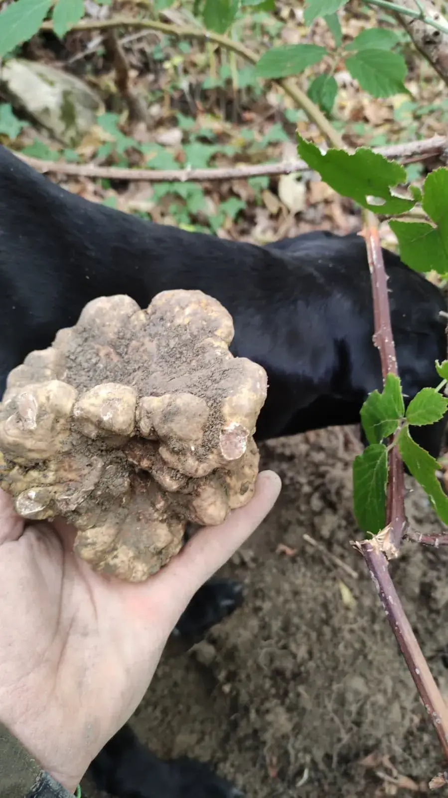 Tartufo bianco appena cavato da Roberto nei boschi di Gubbio