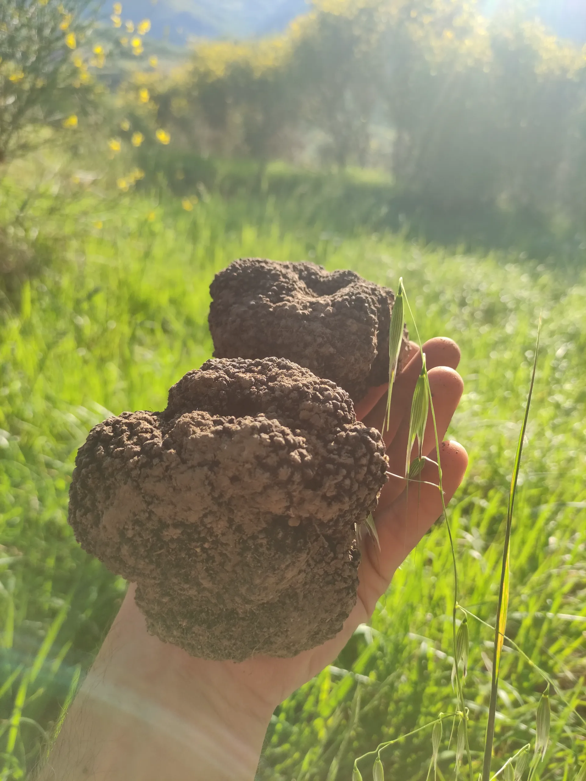 Tartufi neri estivi appena cavati a Gubbio, tenuti in mano del cavatore.